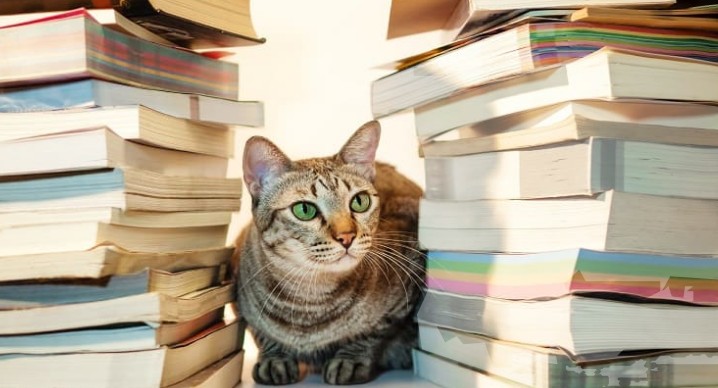 chat livre.jpg